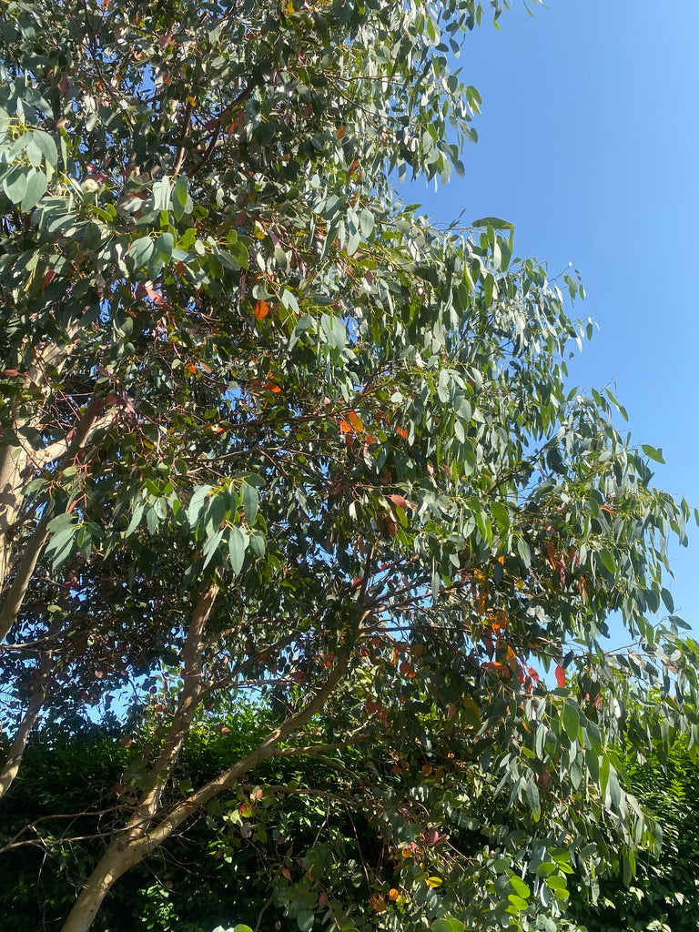 Drift Away Soy Candle