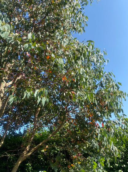 Drift Away Soy Candle